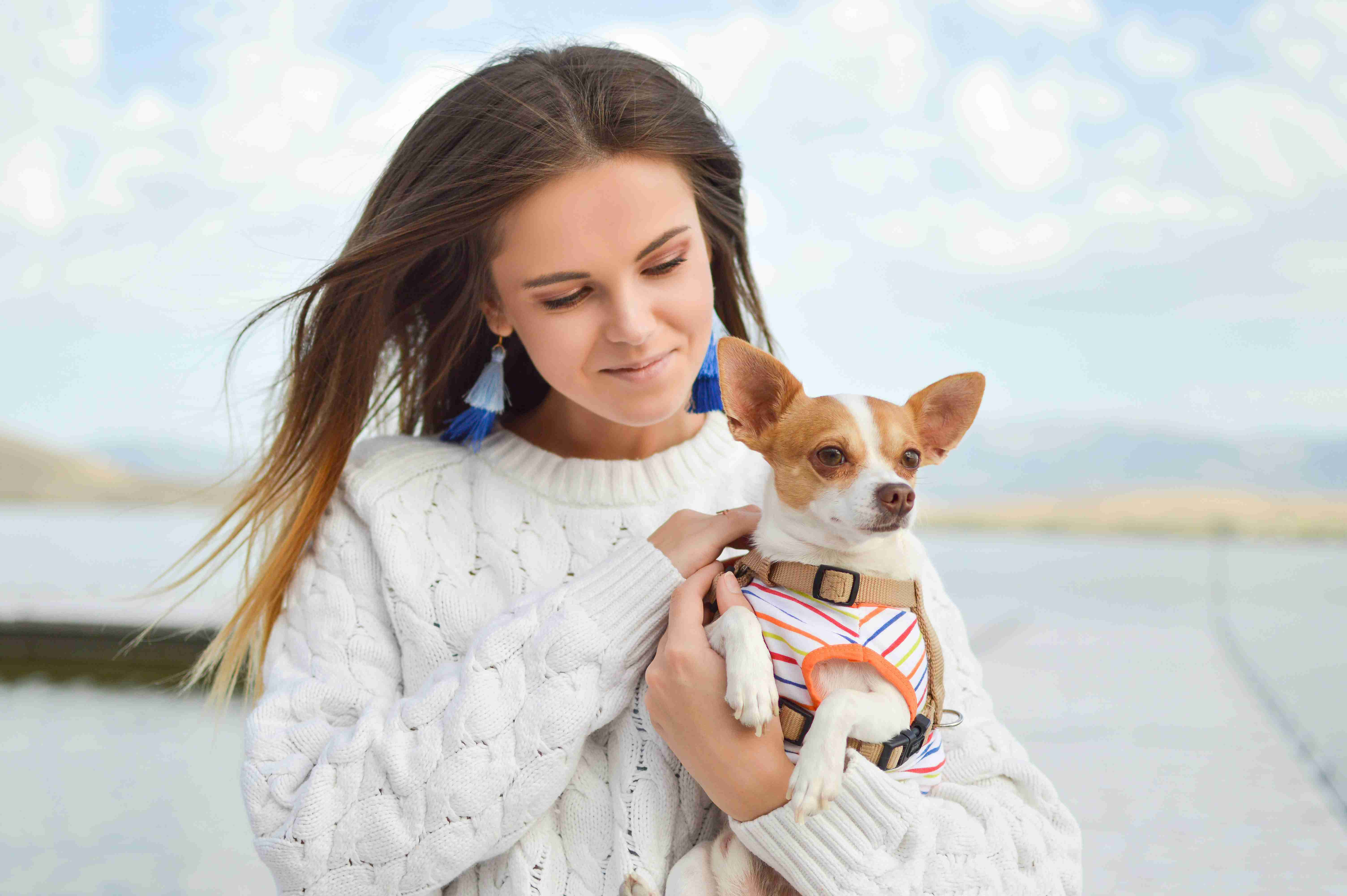 How can I help my Chihuahua feel more secure and less anxious?